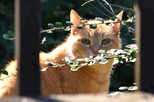 栅栏后的橘猫