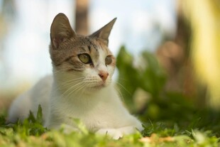 草地上的可爱猫咪