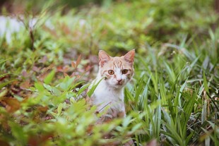 草丛中的可爱猫咪