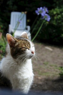 猫咪赏景