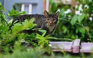 草丛中的斑纹猫咪