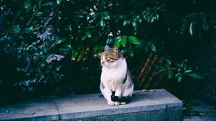 石台上的可爱猫咪
