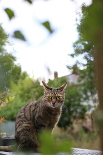 户外蹲坐的可爱斑纹猫咪