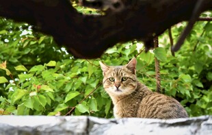 绿荫下的猫咪