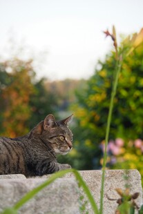 石上休憩的猫咪