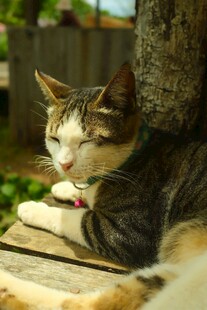 树荫下休憩的猫咪