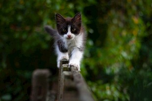 小猫在木栏上优雅行走