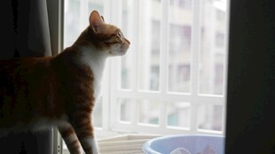 窗边猫咪眺望远方