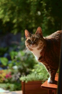 花园中站立的可爱猫咪