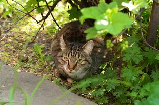 草丛中的猫咪