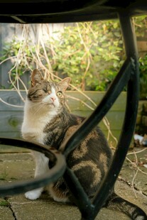户外休憩的斑纹猫咪
