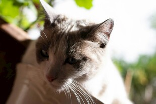 阳光下的可爱猫咪