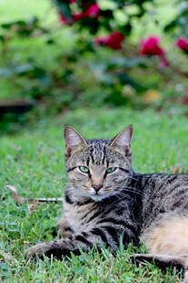 草地上的条纹猫咪