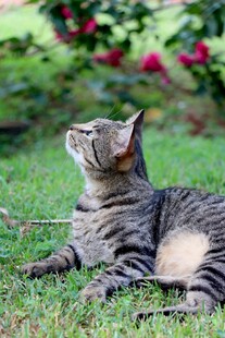 草地上仰头的条纹猫咪