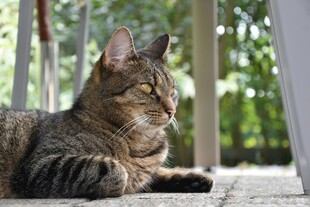 窗边休憩的条纹猫咪