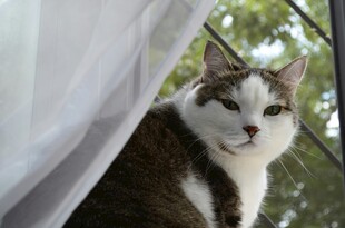 窗边猫咪惬意模样