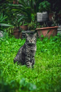 草地上的斑纹猫咪