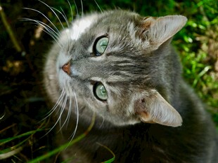 仰头的灰猫