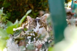 草丛中的猫咪