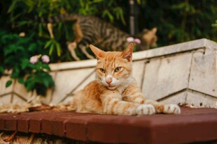 阳光下慵懒的橘猫