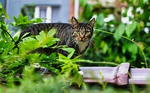 绿叶间的斑纹猫咪