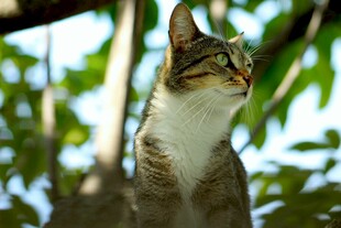 树上的猫咪