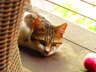 慵懒猫咪与粉色小球