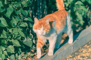 橘猫漫步绿植旁