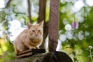 树上的橘猫