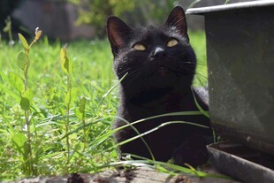 黑猫于草丛中惬意张望