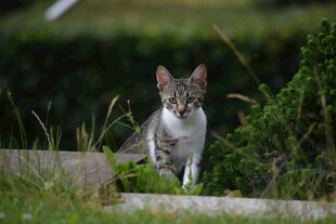 草丛中的可爱小猫