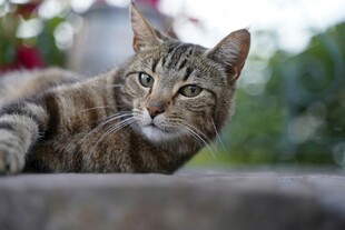 慵懒猫咪惬意趴卧