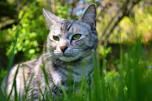 草丛中的斑纹猫咪