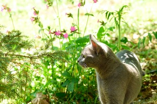 阳光下花园中的猫咪