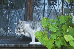 窗边猫咪与翠绿藤蔓