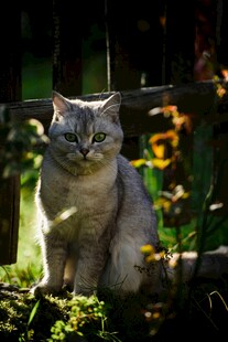 阳光下的可爱猫咪
