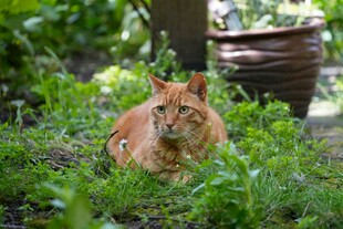 草地上的橘猫