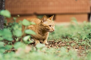 草地上的橘猫