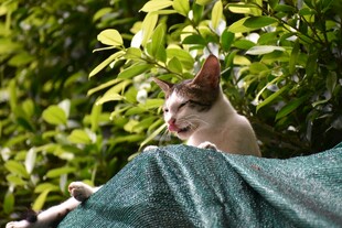 猫咪趴绿植下遮阳