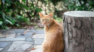 橘猫倚石柱眺望
