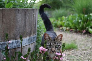 花园中嗅花的可爱猫咪