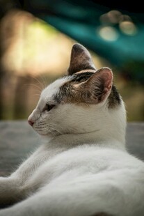 慵懒猫咪惬意躺卧