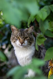 绿叶间的可爱猫咪