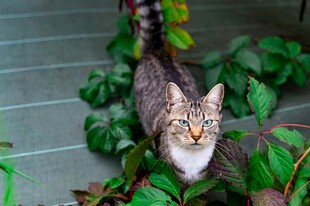 绿植间的可爱猫咪