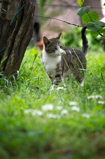 草地上的斑纹猫咪