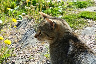 户外草地中的猫咪