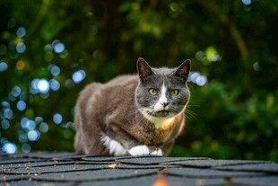 屋顶上的猫咪