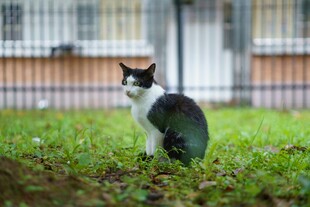 三色猫蹲坐于绿草地上