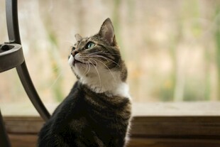 窗边仰头的可爱猫咪