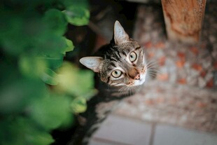 绿植旁的可爱条纹猫咪